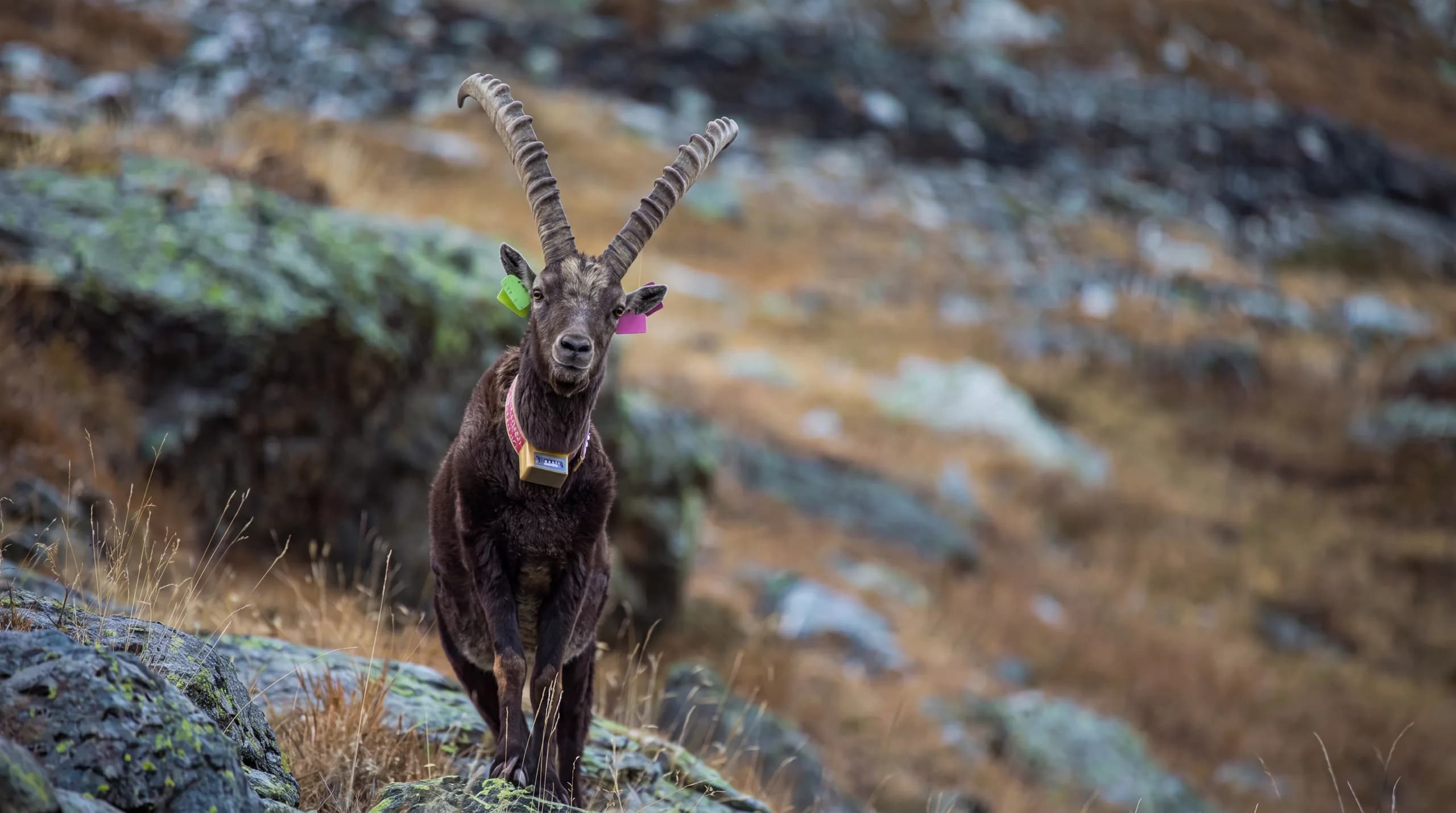Chamois dans les alpages proches des Allues et de la réserve naturelle de Tueda